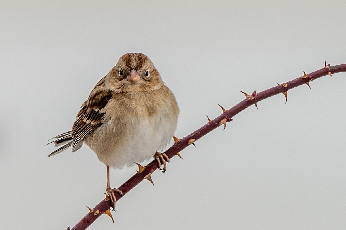 Field Sparrow - ML618521390