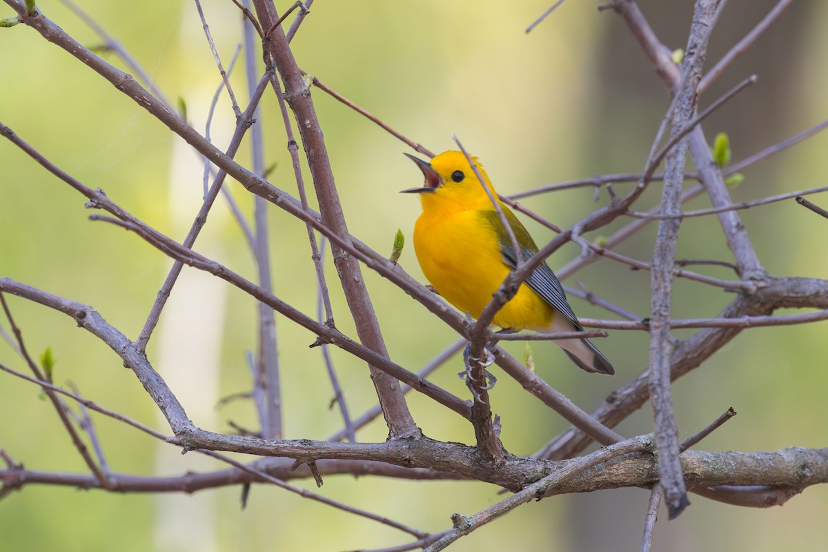 Prothonotary Warbler - ML618521394