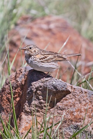 Vesper Sparrow - ML618521396