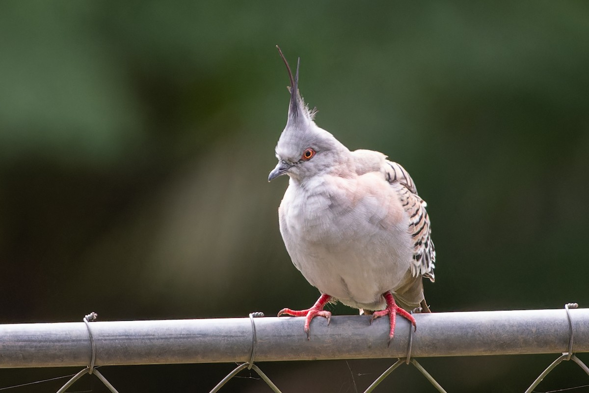 Crested Pigeon - ML618521399