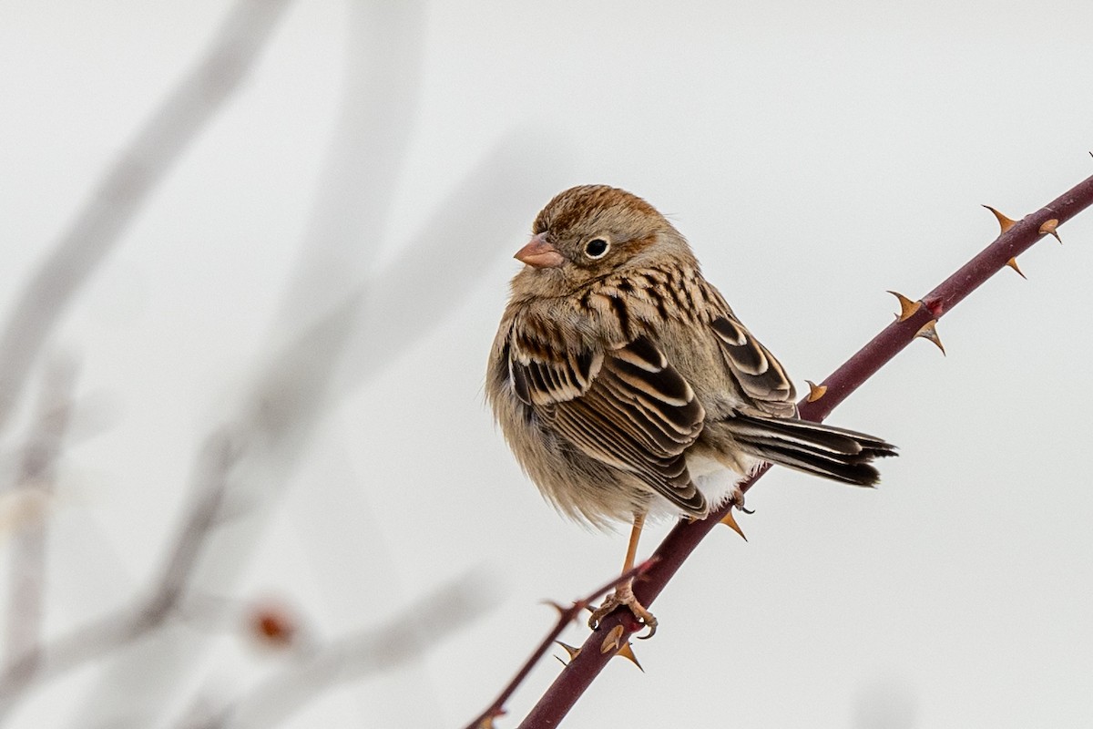 Field Sparrow - ML618521407