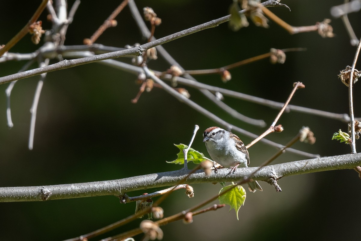 Chipping Sparrow - Suzy Deese