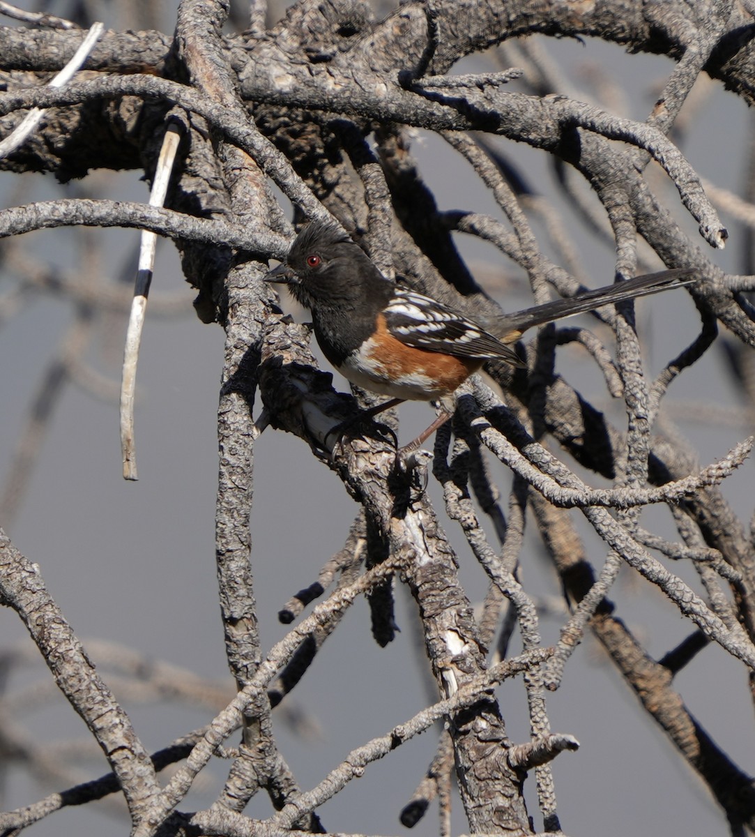 Spotted Towhee - ML618521412
