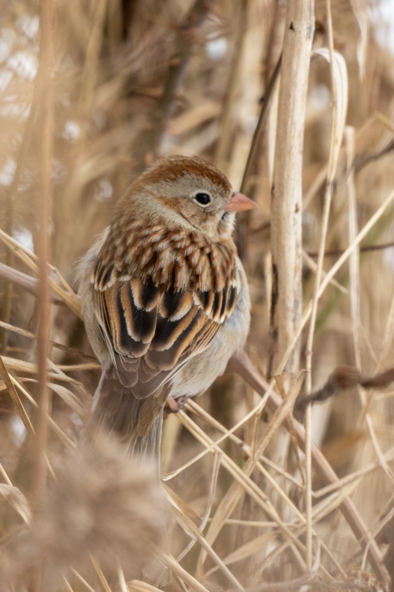 Field Sparrow - ML618521425