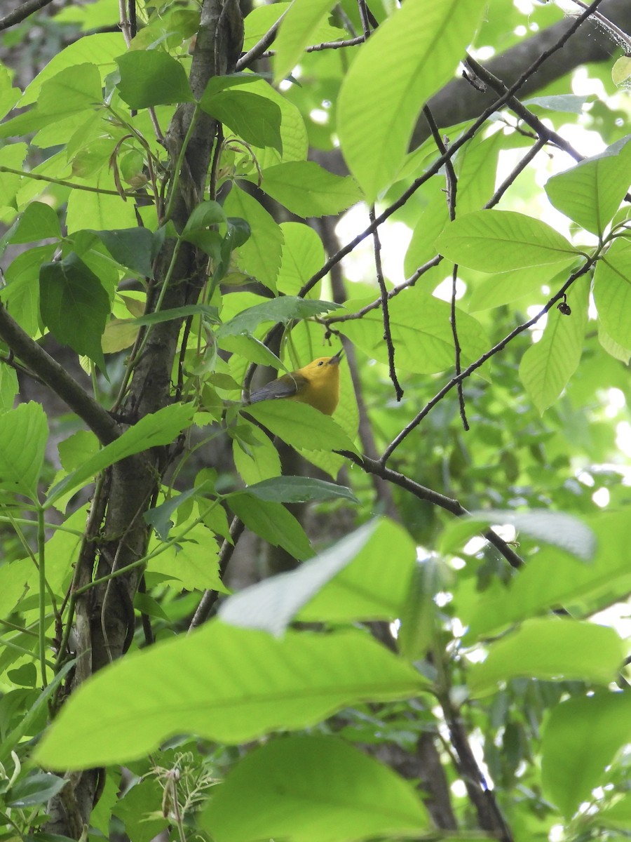 Prothonotary Warbler - ML618521427