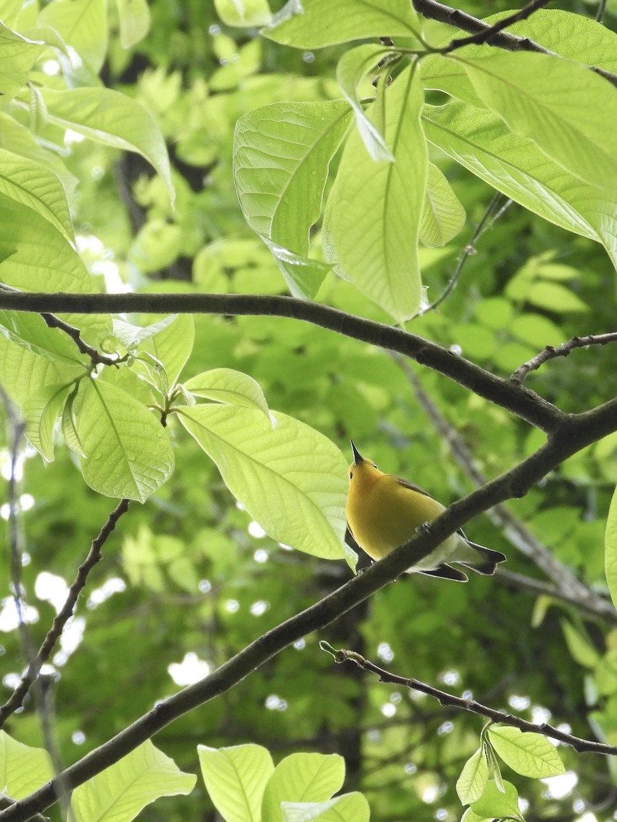 Prothonotary Warbler - ML618521428