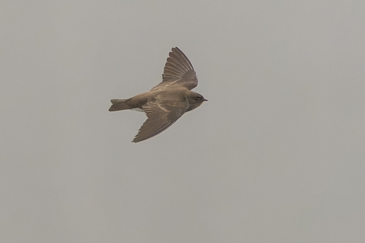 Northern Rough-winged Swallow - ML618521433