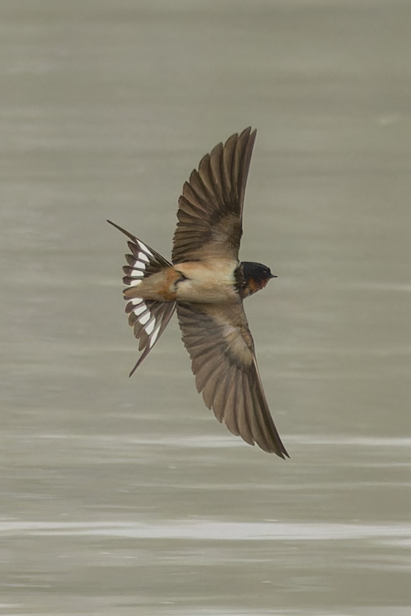 Barn Swallow - ML618521446