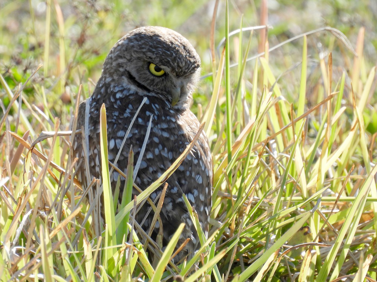 Burrowing Owl - ML618521509
