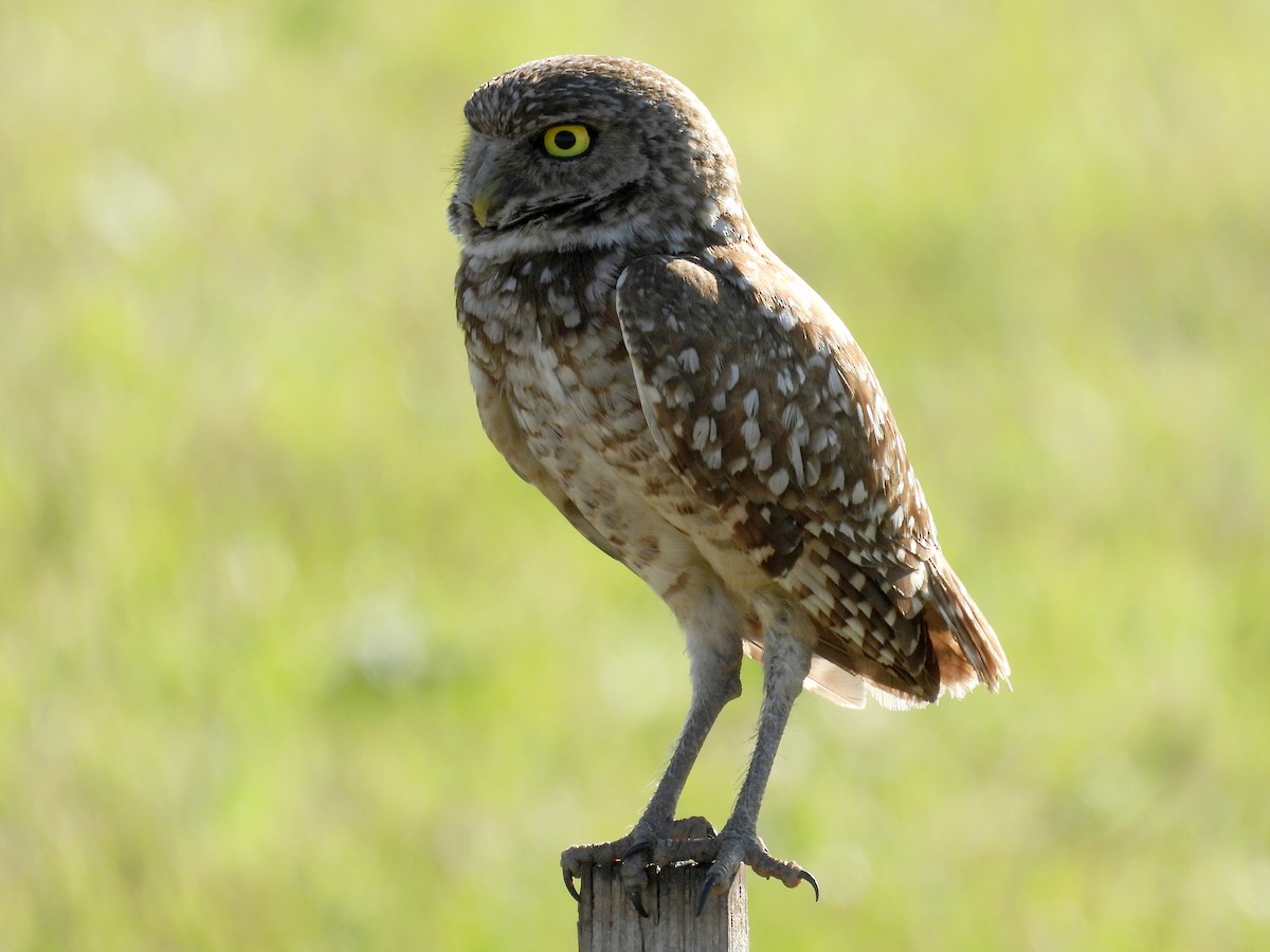 Burrowing Owl - ML618521515