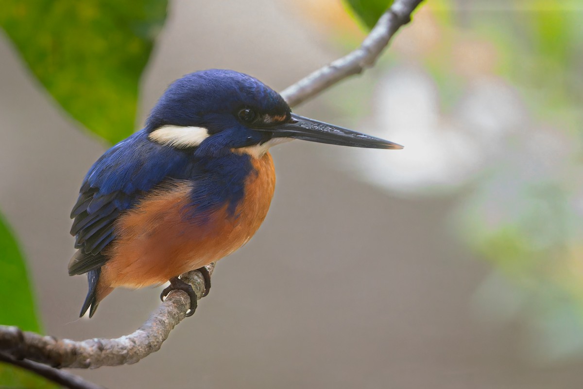 Azure Kingfisher - John  Van Doorn