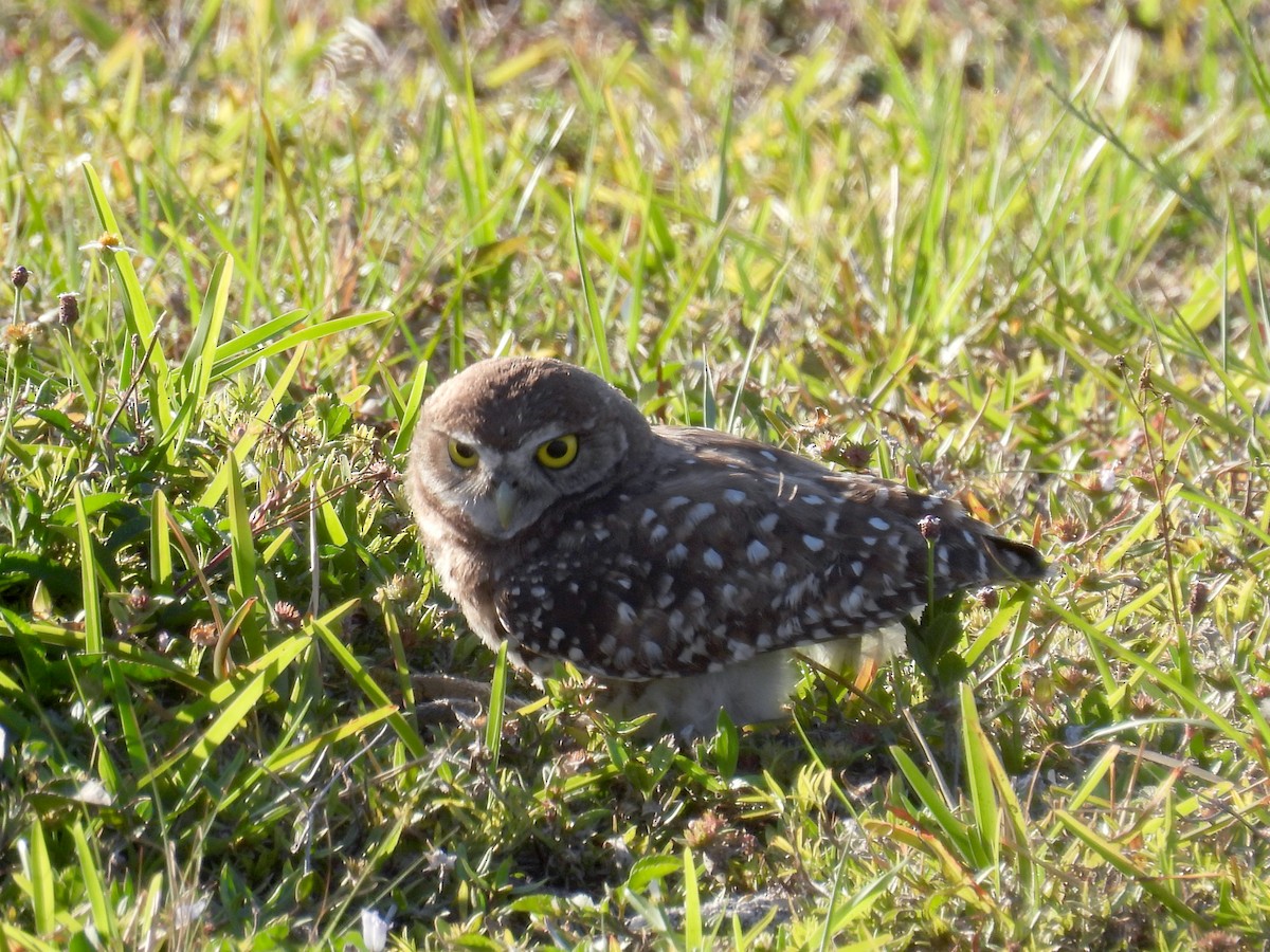 Burrowing Owl - ML618521543