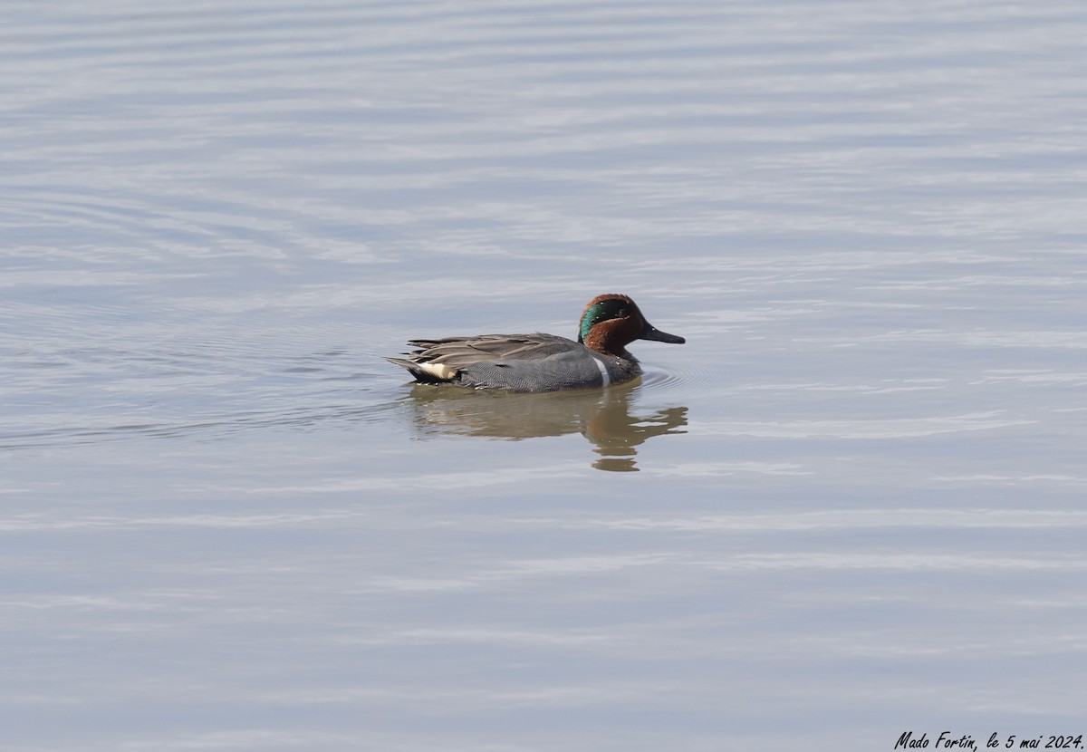 Green-winged Teal - ML618521546