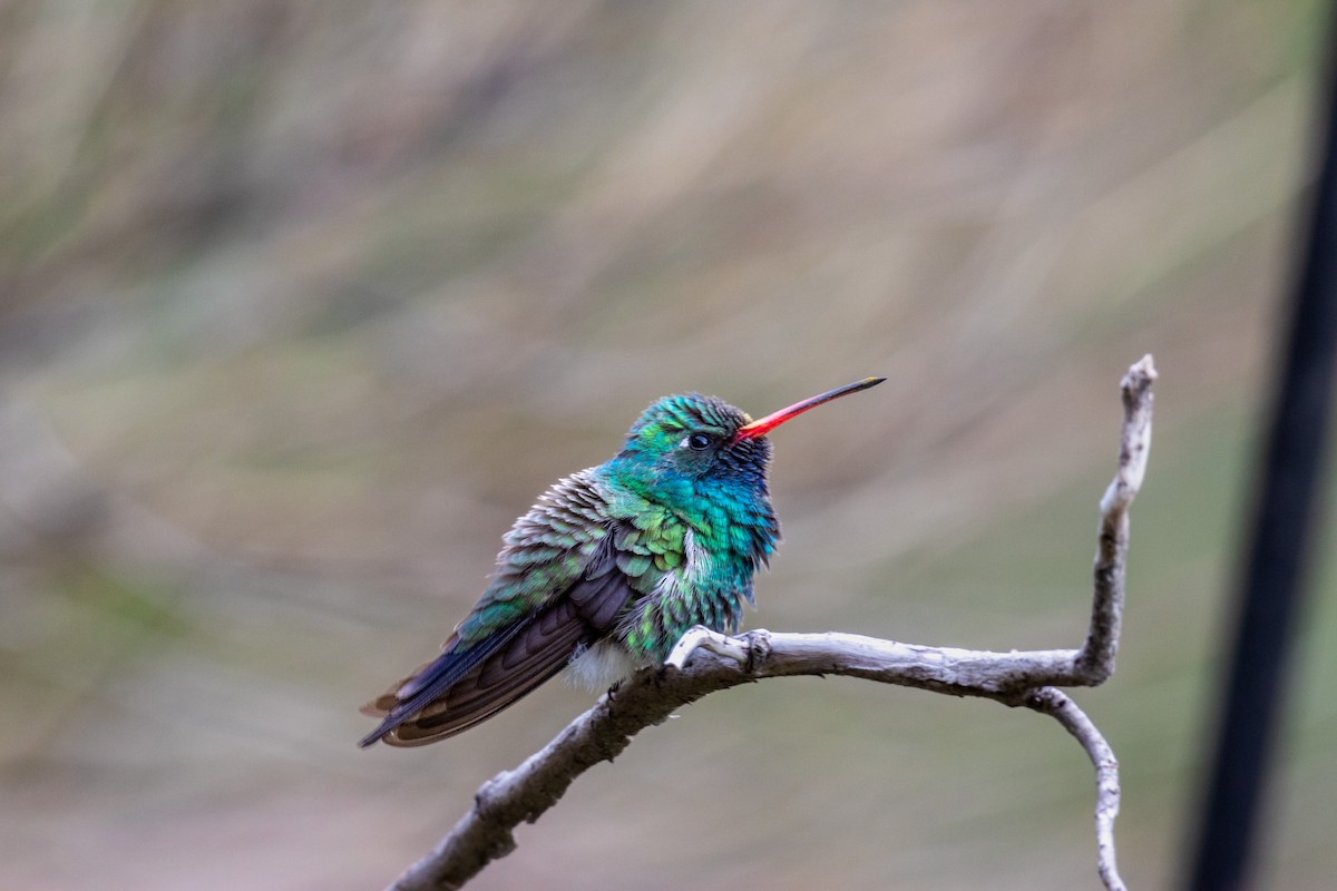 Broad-billed Hummingbird - ML618521551