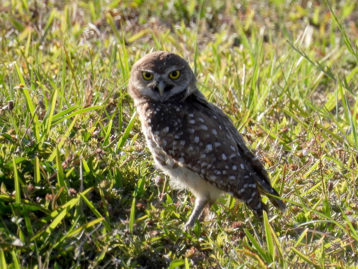 Burrowing Owl - ML618521556