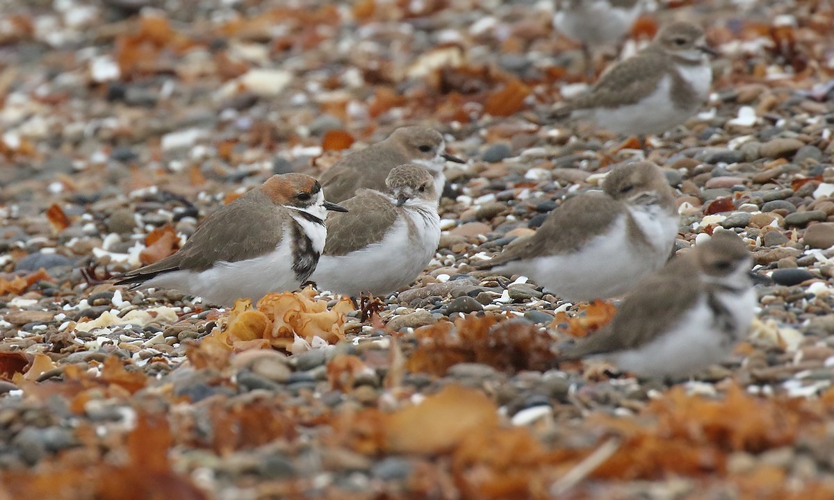 Two-banded Plover - ML618521567