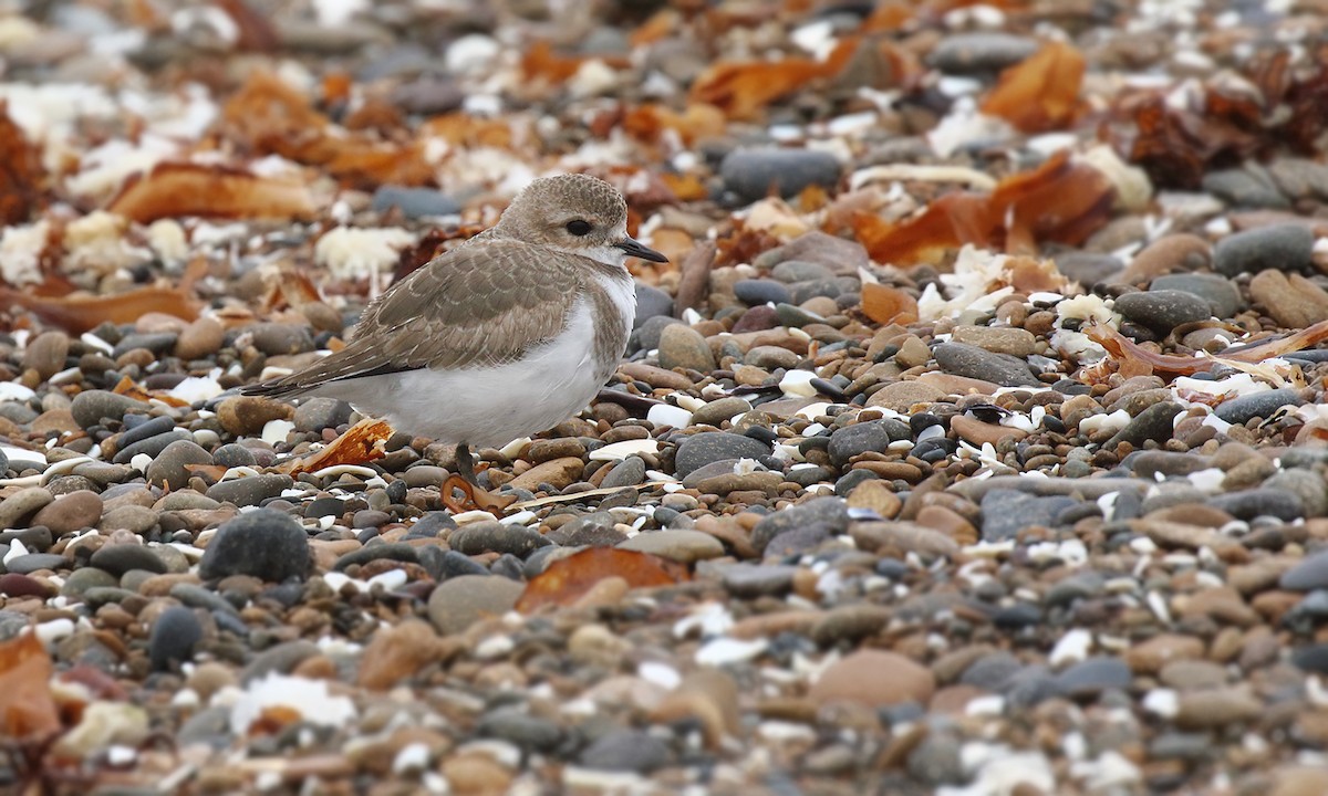 Two-banded Plover - ML618521568