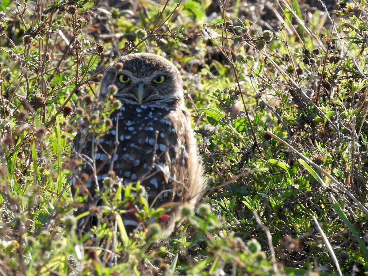 Burrowing Owl - ML618521570