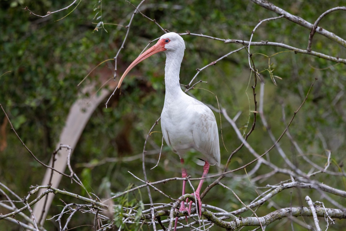 ibis bílý - ML618521580