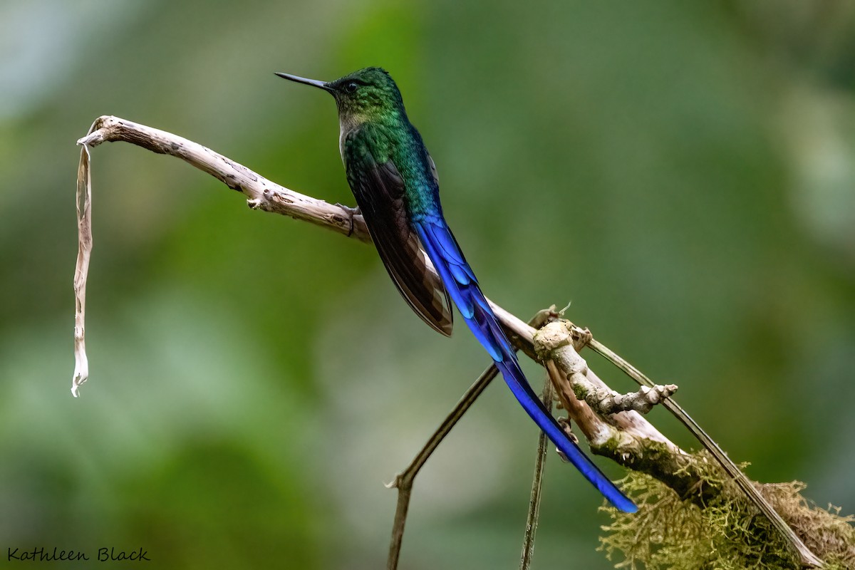 Violet-tailed Sylph - ML618521583