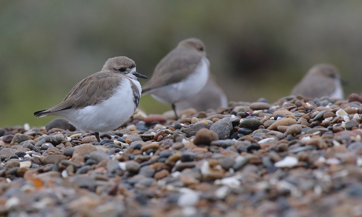 Two-banded Plover - ML618521584