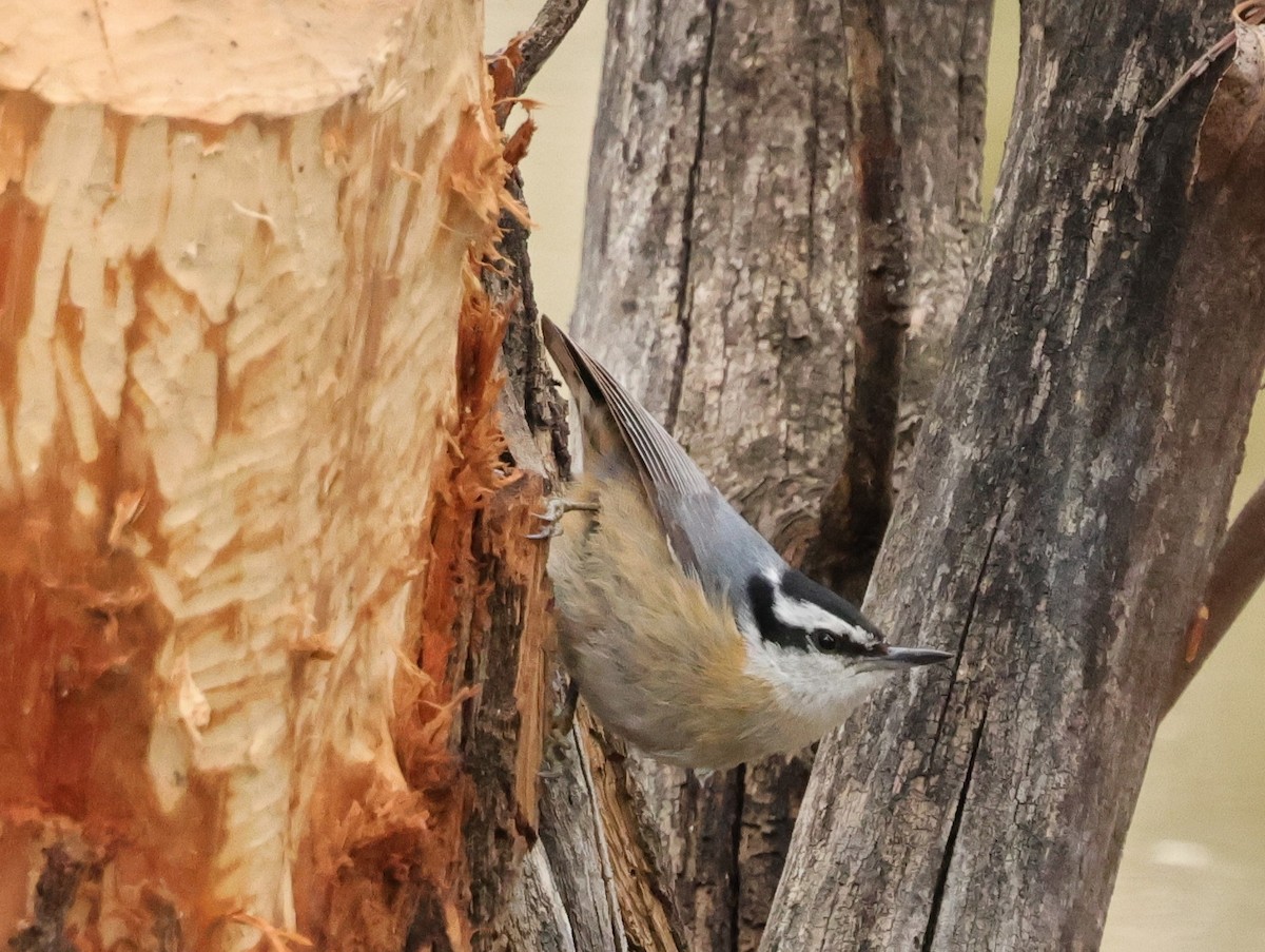 Red-breasted Nuthatch - Chris Gilbert