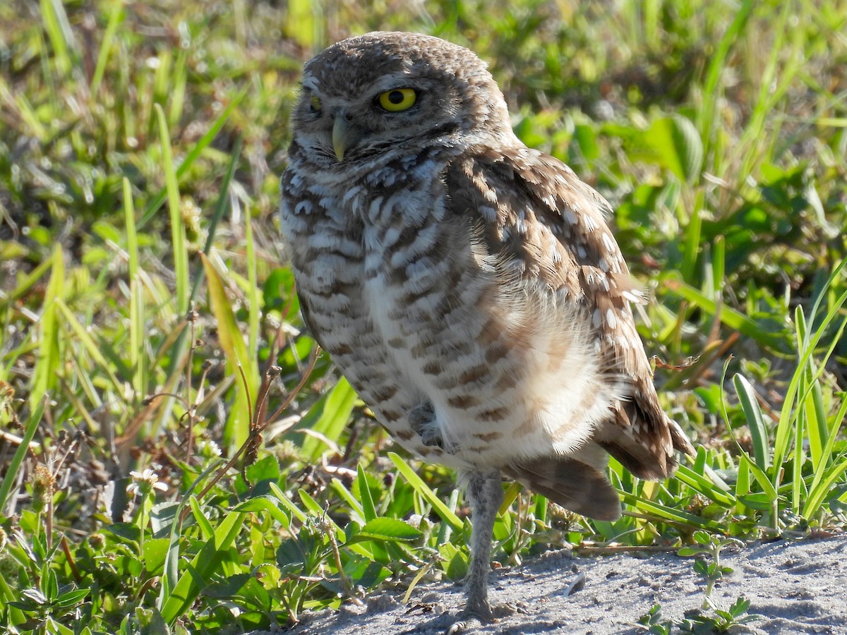 Burrowing Owl - ML618521587