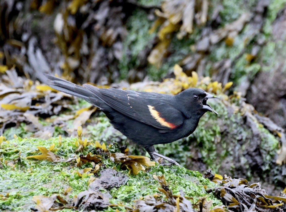 Red-winged Blackbird - ML618521590