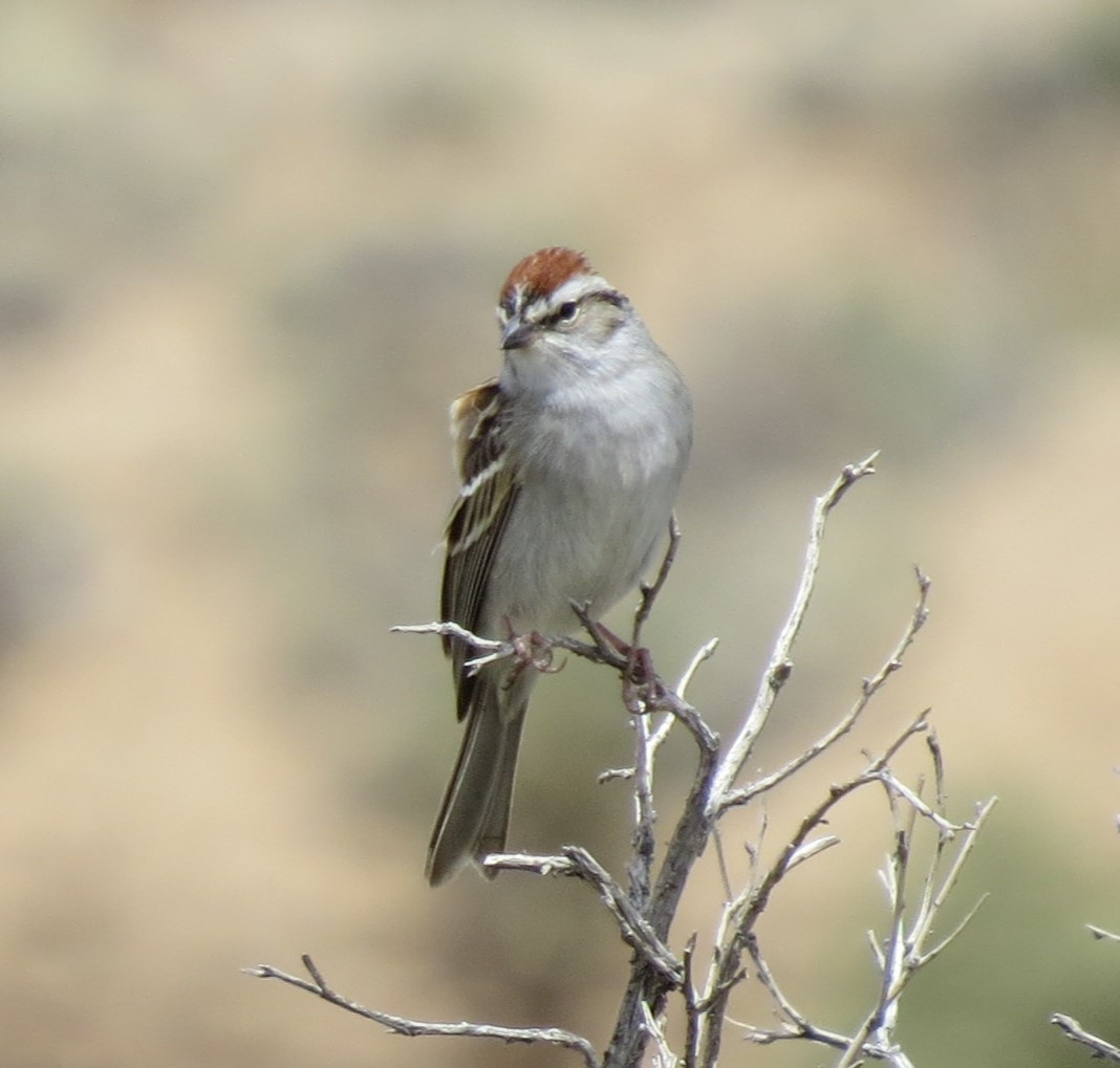Chipping Sparrow - ML618521594