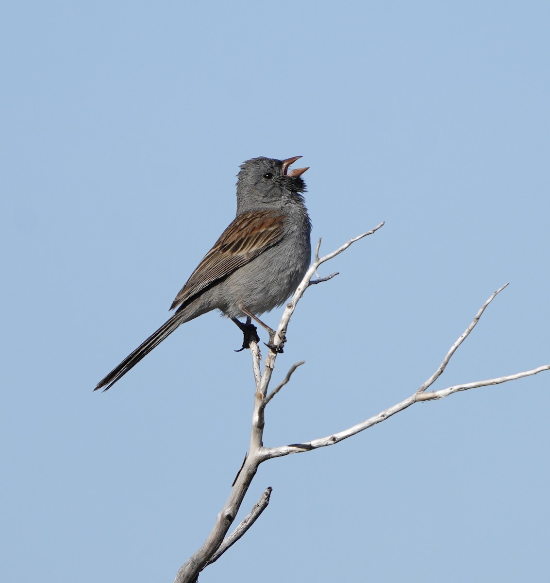 Black-chinned Sparrow - ML618521627