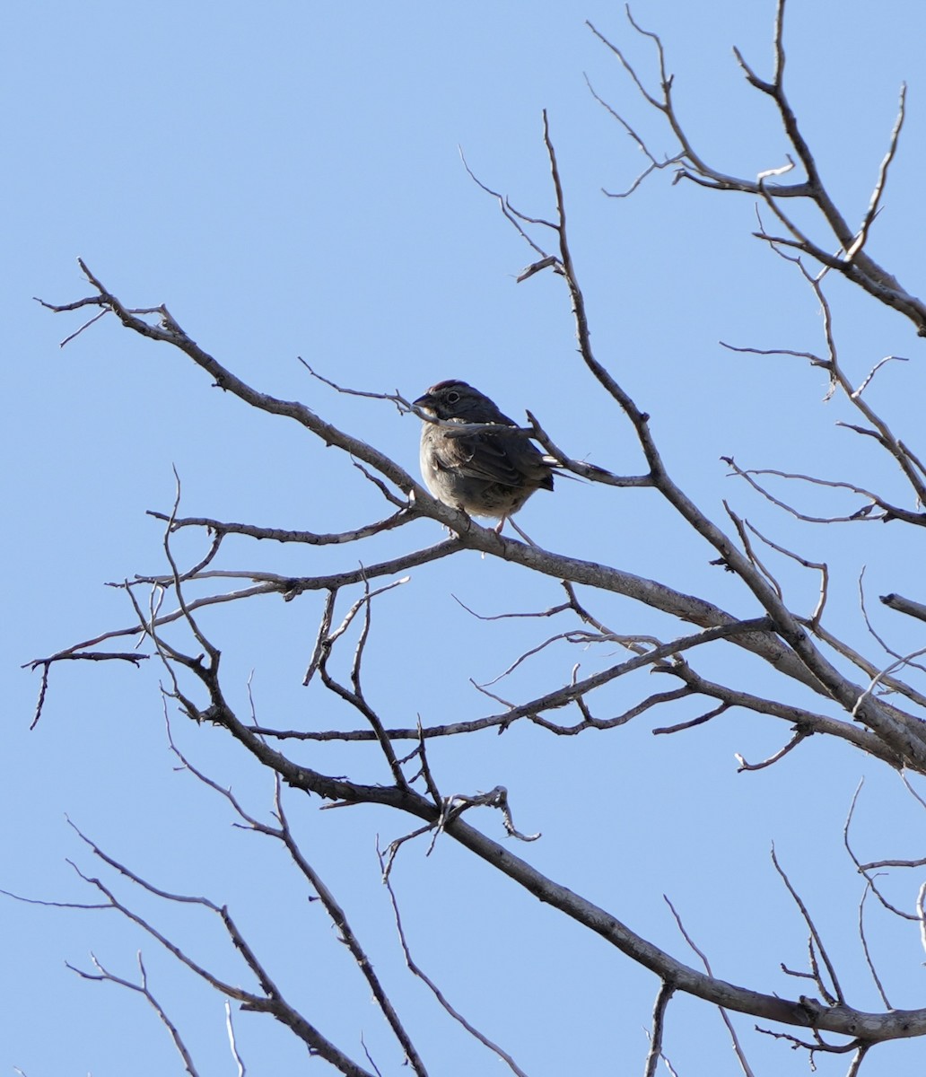 Rufous-crowned Sparrow - John Rhoades