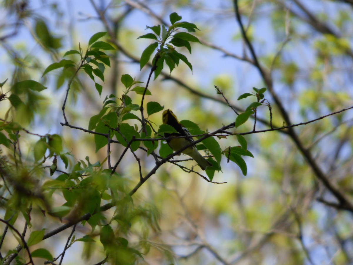 Black-throated Green Warbler - ML618521645