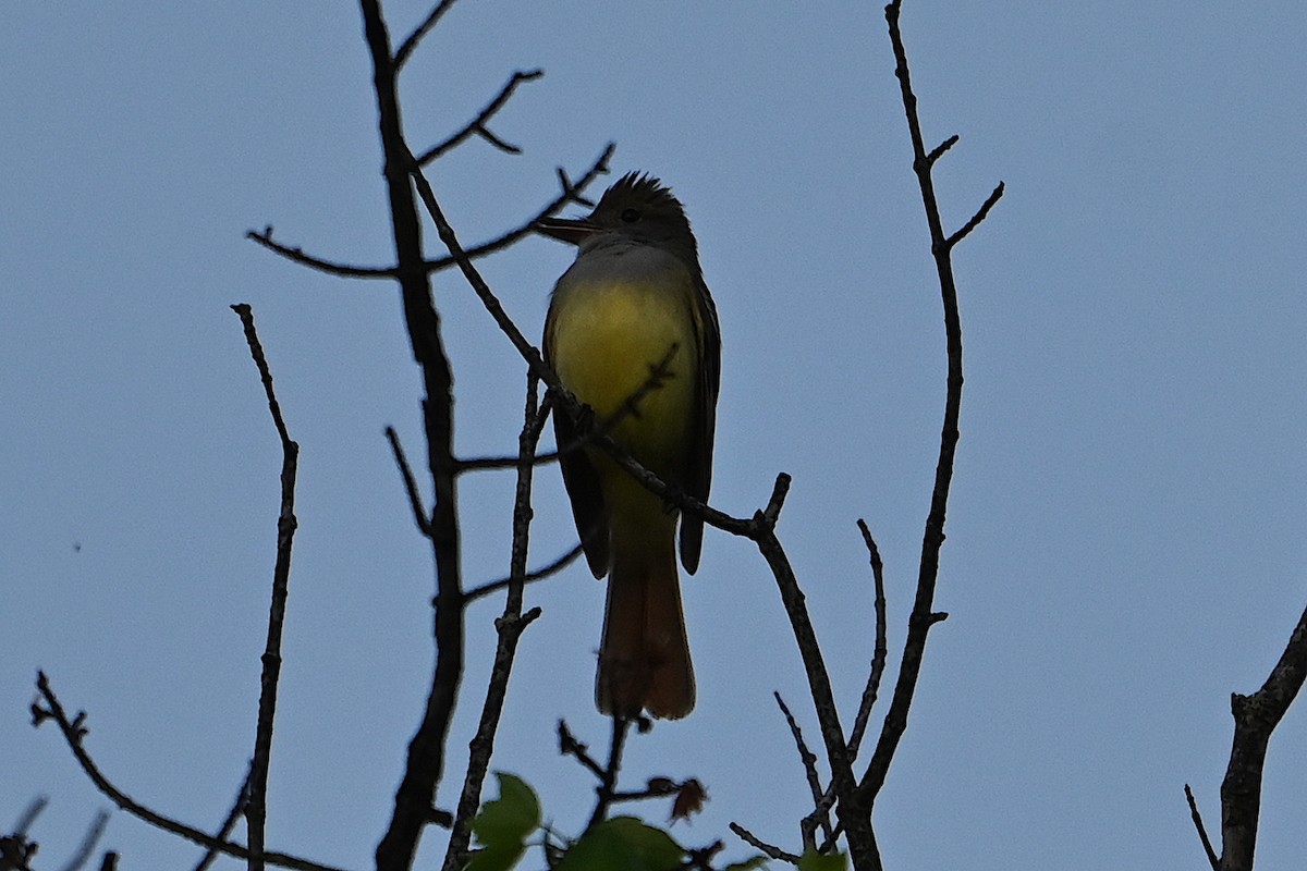 Great Crested Flycatcher - ML618521648