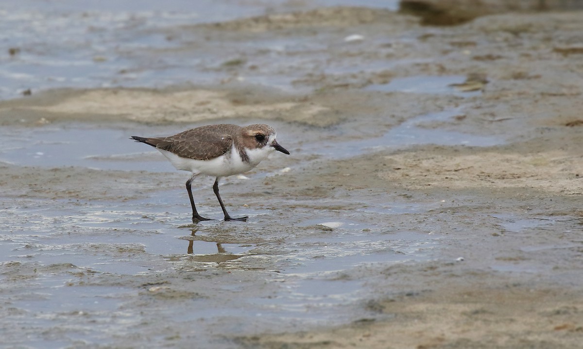 Two-banded Plover - ML618521660
