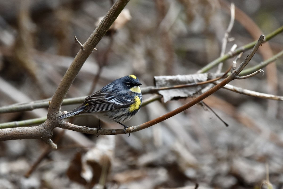 Yellow-rumped Warbler (Myrtle x Audubon's) - ML618521661