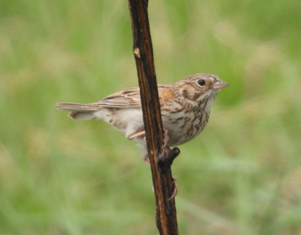 Vesper Sparrow - ML618521664