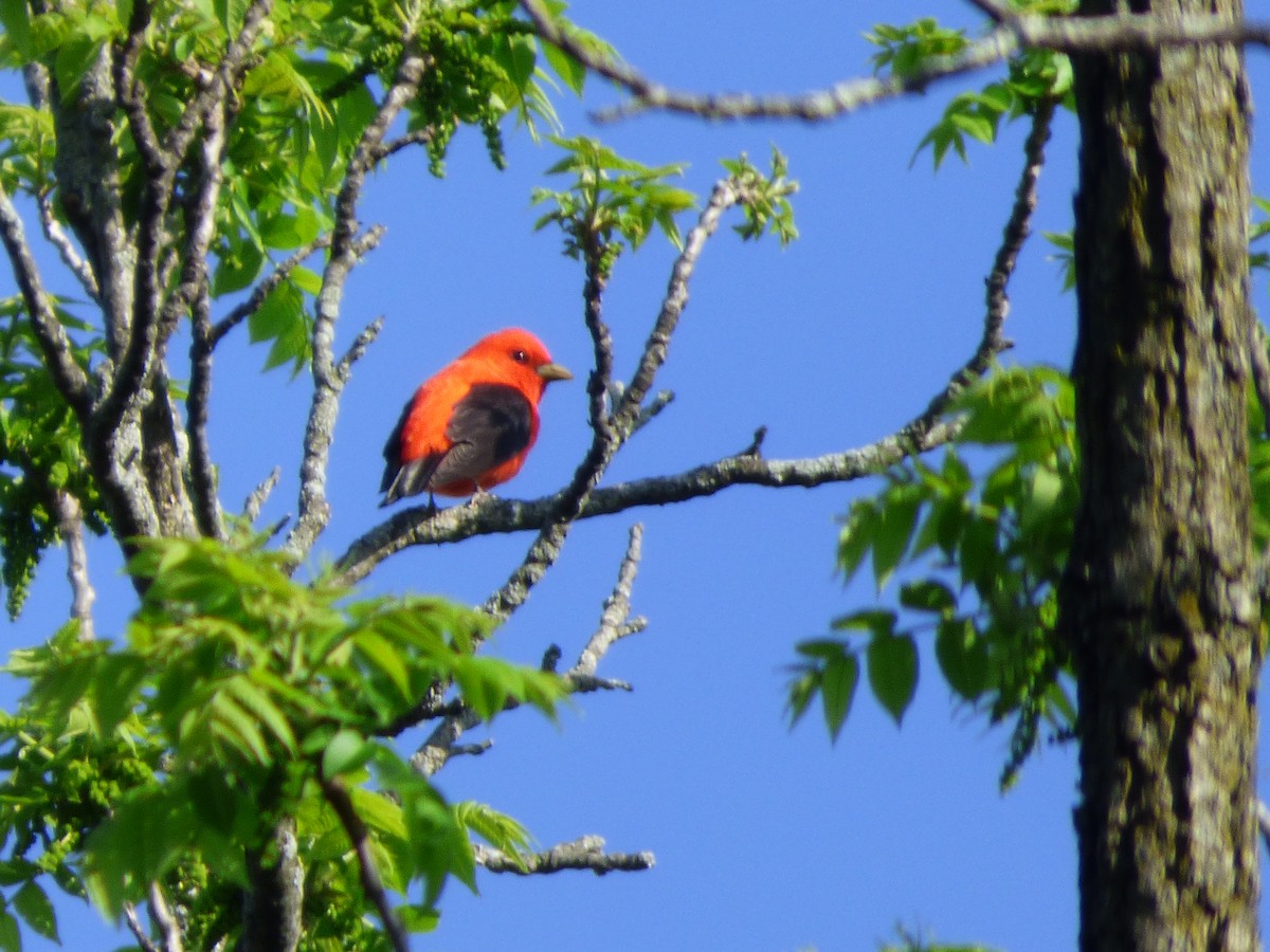 Scarlet Tanager - ML618521683
