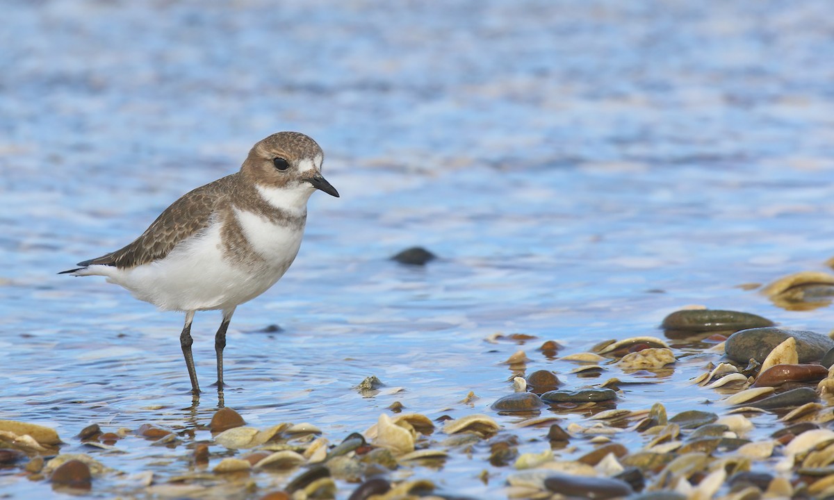 Two-banded Plover - ML618521704