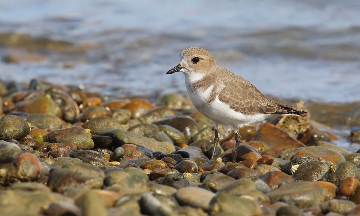 Two-banded Plover - ML618521706