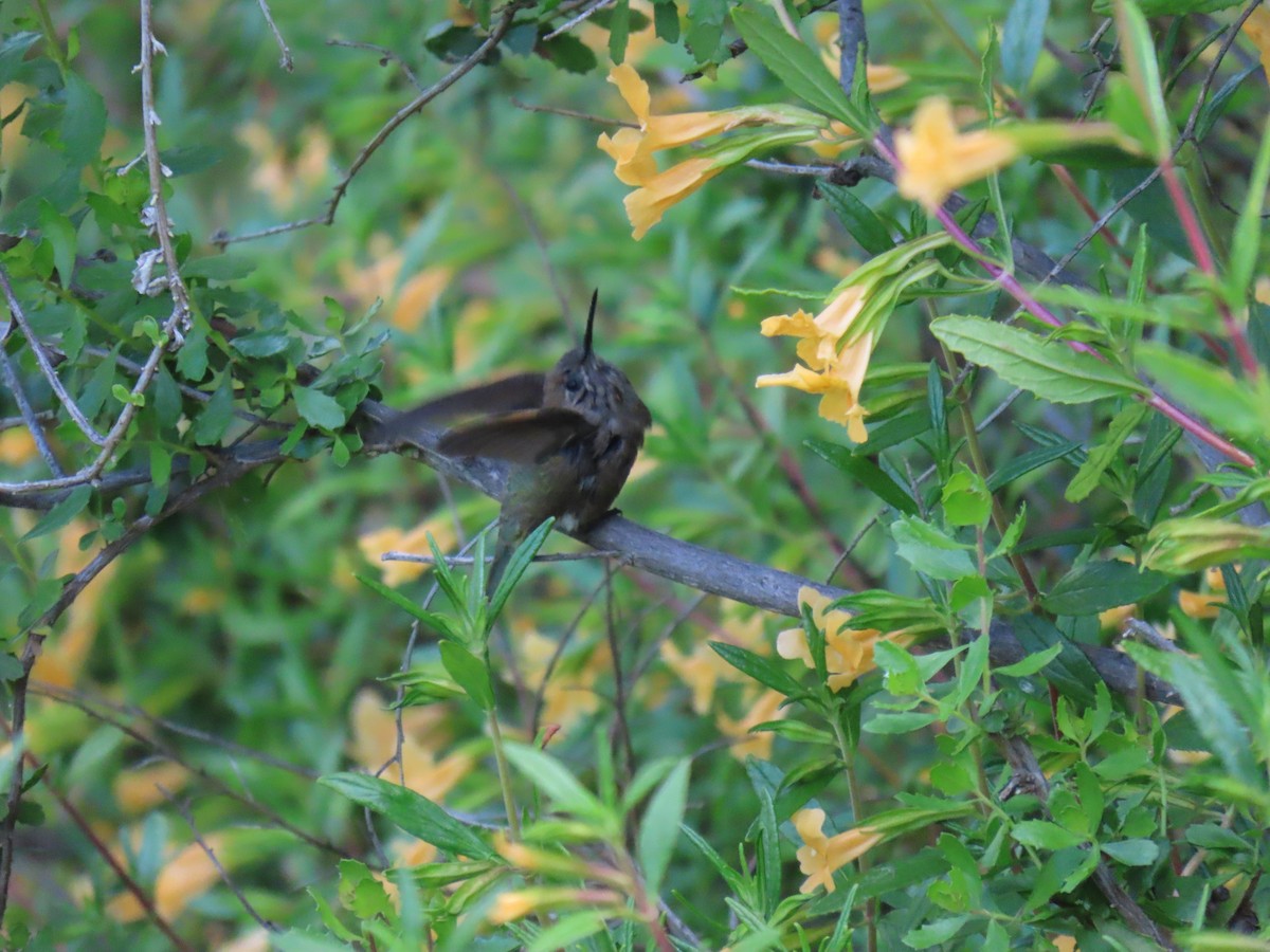 hummingbird sp. - ML618521710