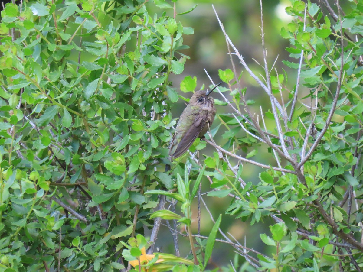 hummingbird sp. - Erica Rutherford/ John Colbert