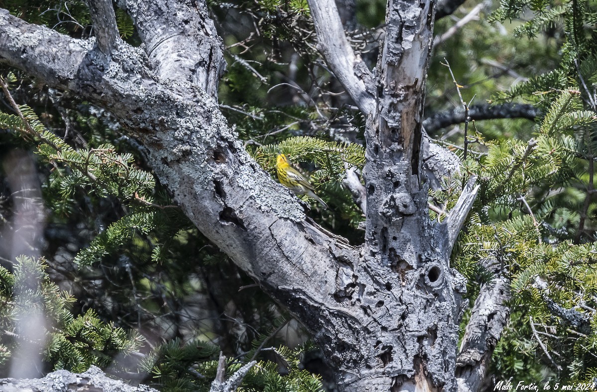 Cape May Warbler - ML618521716