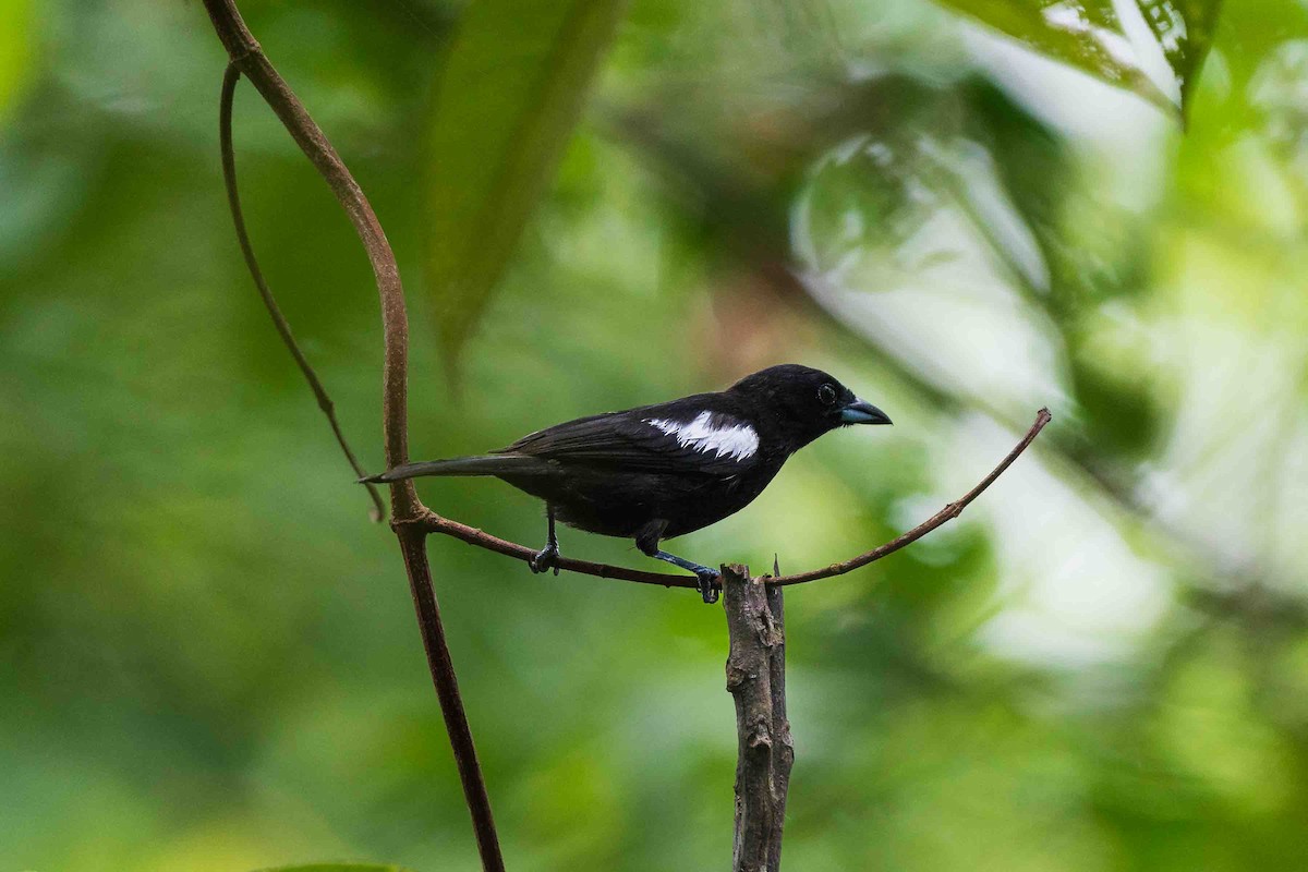 White-shouldered Tanager - ML618521723