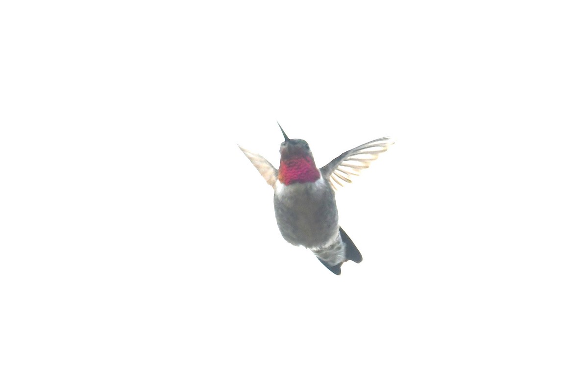 Broad-tailed Hummingbird - ML618521731