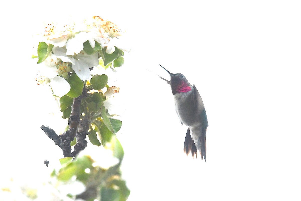 Broad-tailed Hummingbird - ML618521732