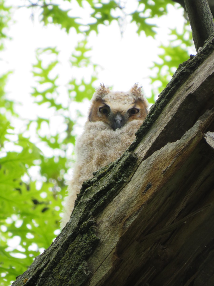 Great Horned Owl - ML618521733