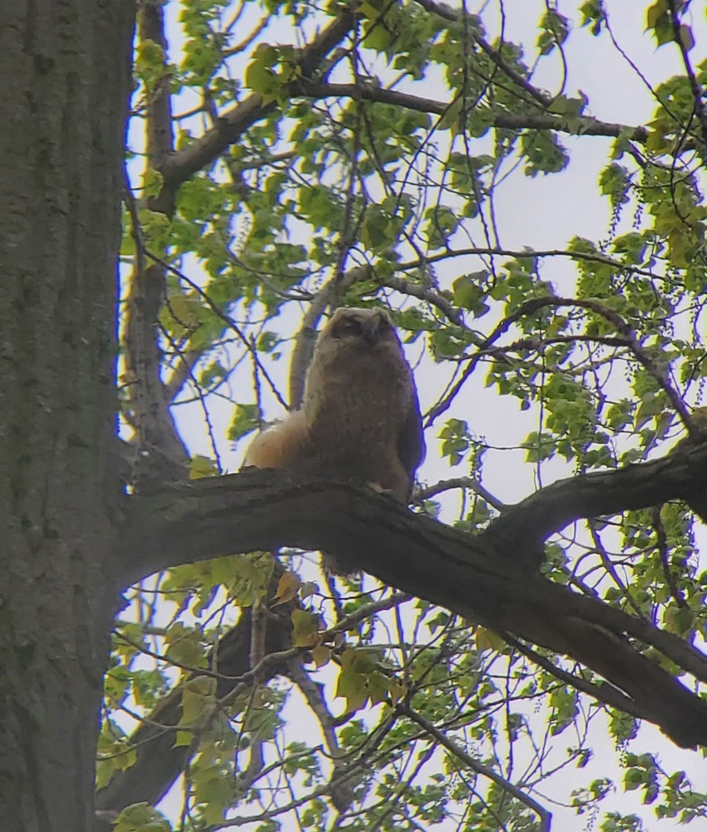 Great Horned Owl - ML618521734