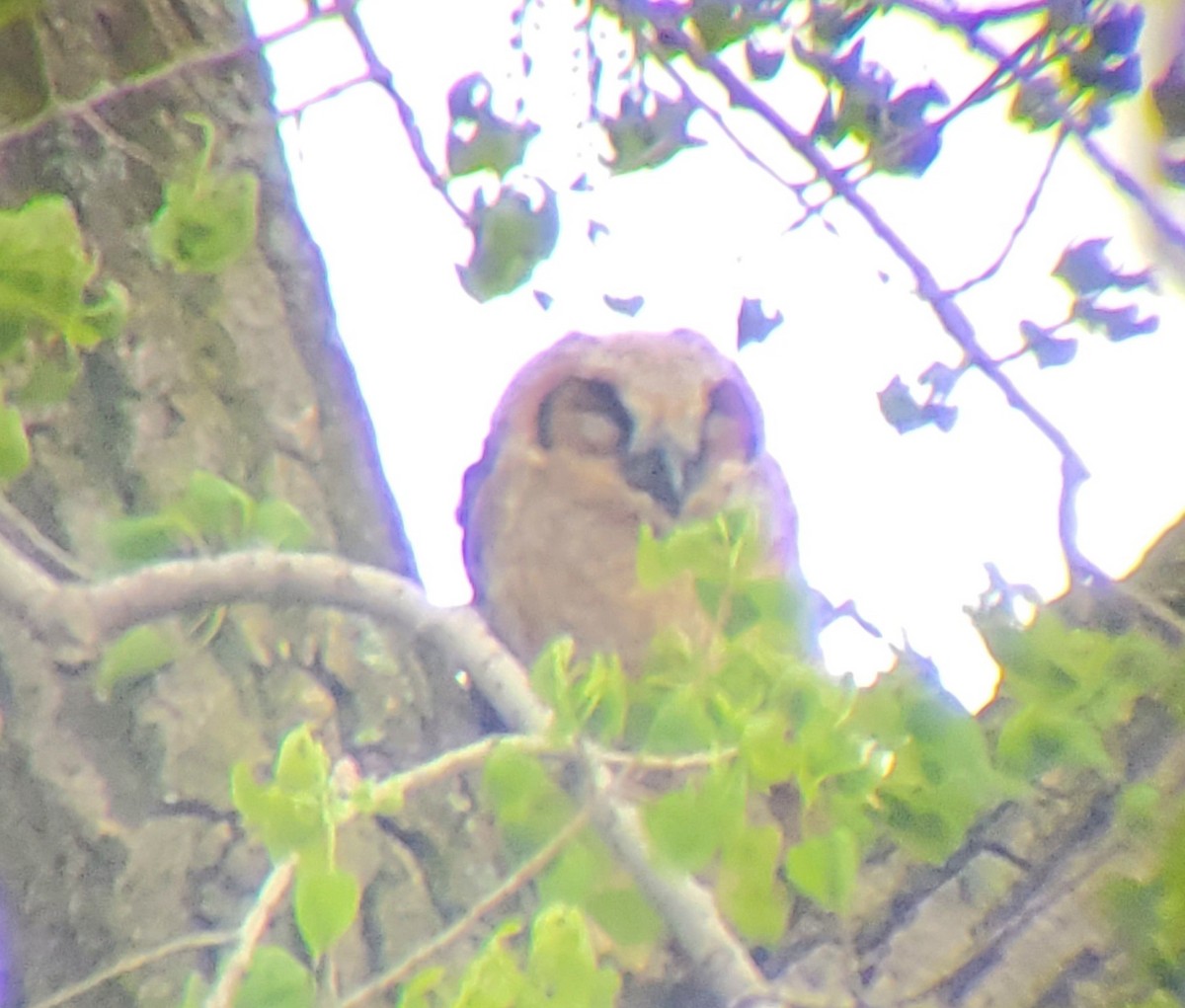 Great Horned Owl - ML618521735