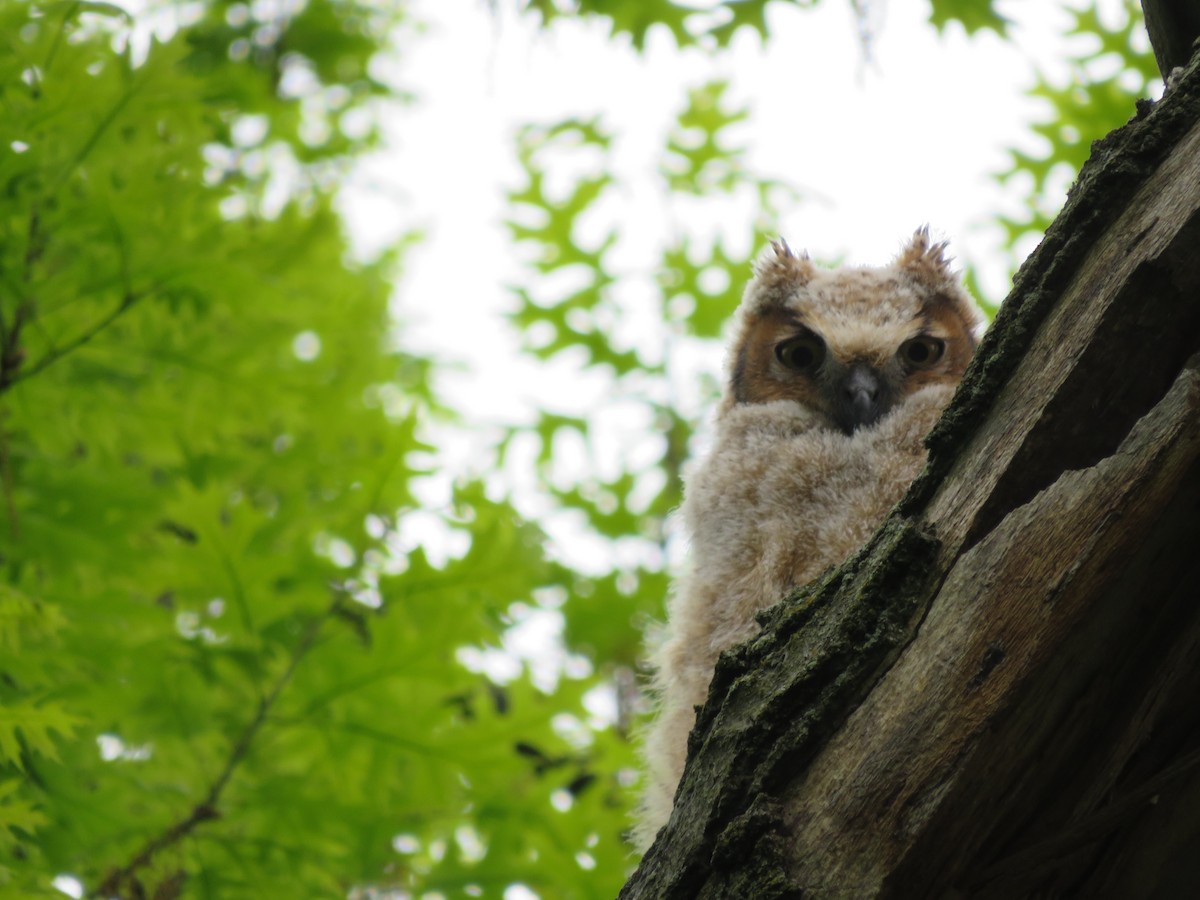 Great Horned Owl - ML618521739