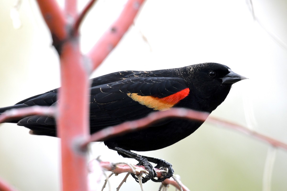 Red-winged Blackbird - ML618521774
